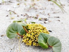 Dioscorea fastigiata