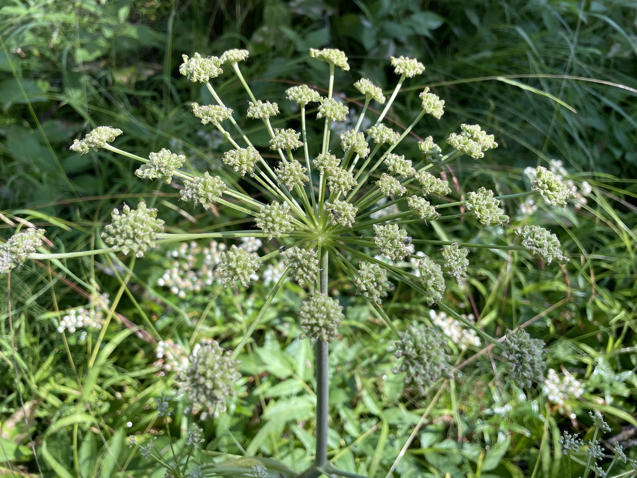 Angelica arguta Nutt. ex Torr. & Gray