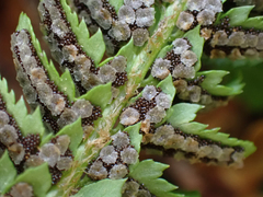 Polystichum scopulinum
