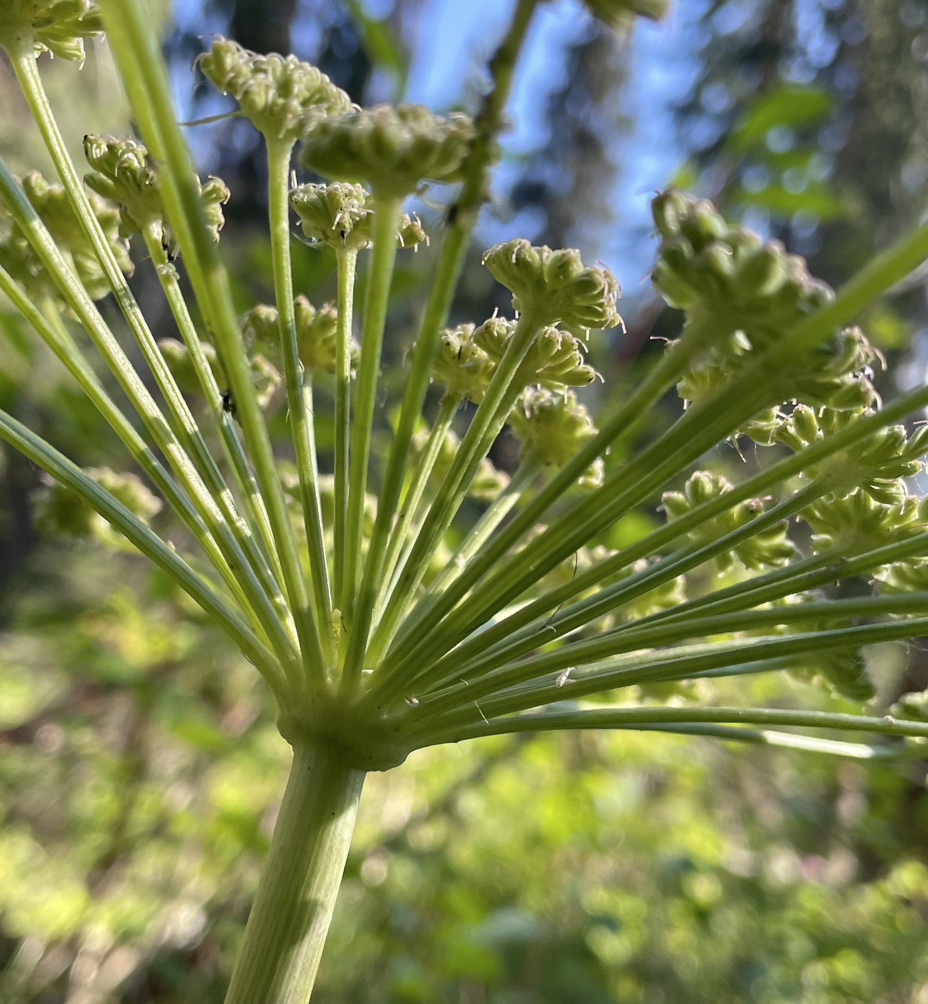 Angelica arguta Nutt. ex Torr. & Gray