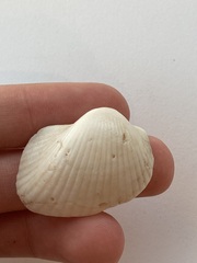 Arcidae