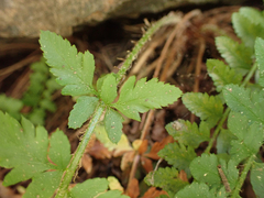 Polystichum scopulinum