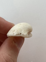 Arcidae