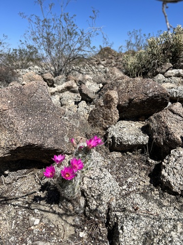 iNaturalist observation photo of Common Fishhook Cactus