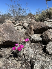 Mammillaria tetrancistra