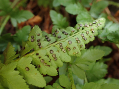 Polystichum scopulinum