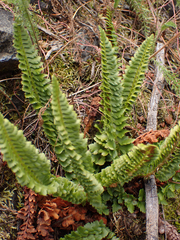 Polystichum kruckebergii