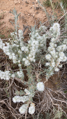 Krascheninnikovia lanata