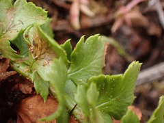 Polystichum kruckebergii