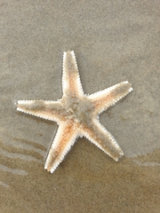 Astropecten polyacanthus