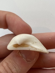 Arcidae