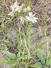 Solidago ptarmicoides