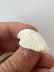 Arcidae