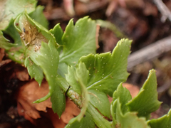 Polystichum kruckebergii