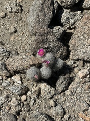 Mammillaria tetrancistra