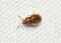 Atomaria lewisi