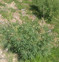 Lupinus sierrae-blancae