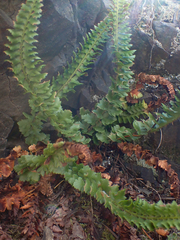 Polystichum kruckebergii