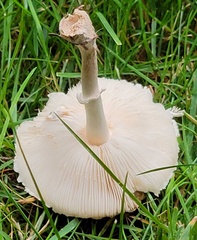 Leucoagaricus leucothites