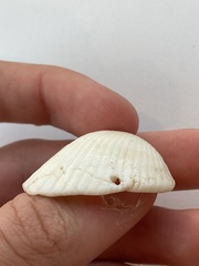 Arcidae
