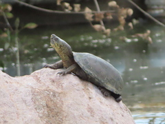 Kinosternon hirtipes