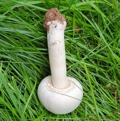 Leucoagaricus leucothites