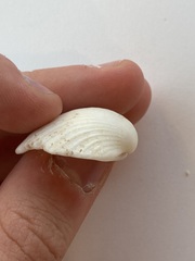 Arcidae