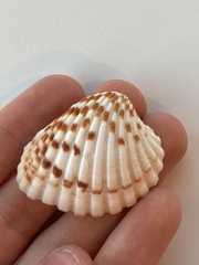 Cardites bicolor
