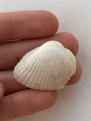 Arcidae