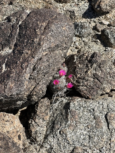 iNaturalist observation photo of Common Fishhook Cactus