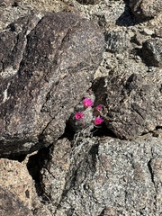 Mammillaria tetrancistra