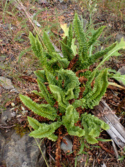 Polystichum kruckebergii