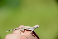 Callisaurus draconoides