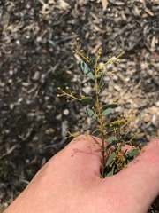 Acacia buxifolia