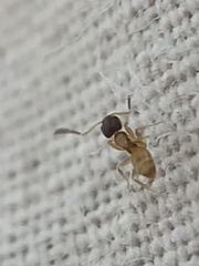 Tapinoma melanocephalum