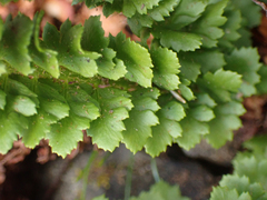 Polystichum kruckebergii