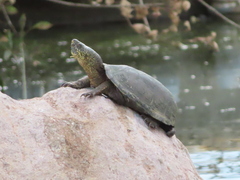 Kinosternon hirtipes