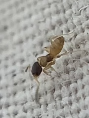 Tapinoma melanocephalum