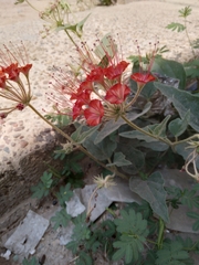 Nyctaginia capitata
