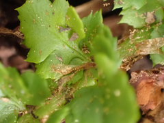 Polystichum kruckebergii