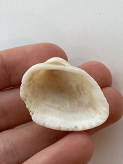 Arcidae