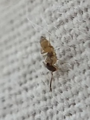 Tapinoma melanocephalum