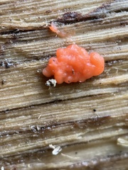 Tulasnella aurantiaca