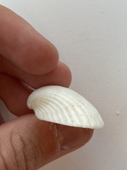 Arcidae