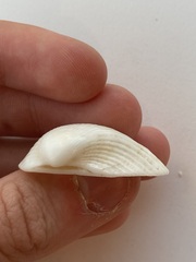 Arcidae