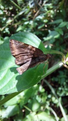 Pyrginae