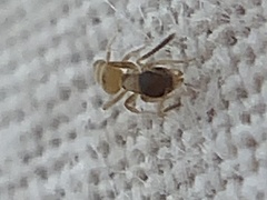 Tapinoma melanocephalum