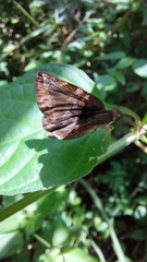 Pyrginae