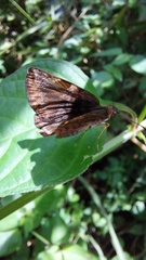 Pyrginae