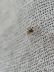 Tapinoma melanocephalum